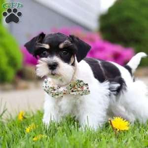 Millie, Miniature Schnauzer Puppy